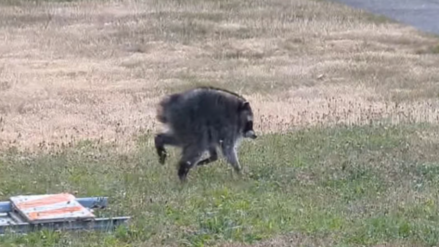 Jimothy running through grass
